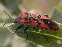 HETEROPTERA: CHIAVI DICOTOMICHE